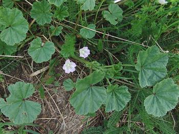 علف هرز پنیرک